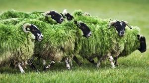 På den irske nasjonaldagen 17. mars er det grønt som gjelder - ikke engang sauene slipper unna. (Foto: Tourism Ireland)